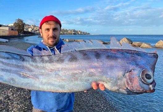 Σπάνιο ψάρι ξεβράστηκε στην Σικελία ΦΩΤΟ