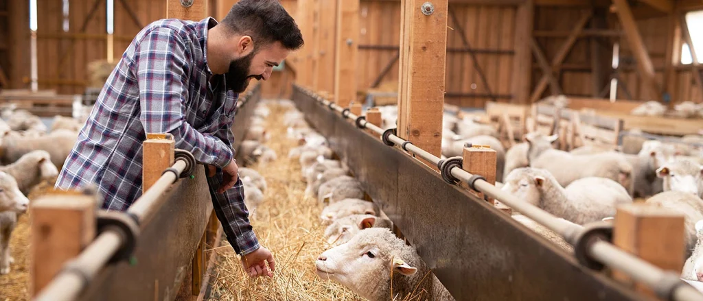 Αχαΐα: Μέτρα για τις ζωοτροφές ανακοίνωσε η Περιφέρεια, για περιορισμό της ευλογιάς των αιγοπροβάτων