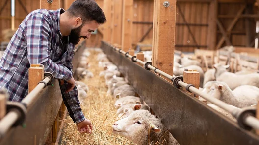 Αχαΐα: Μέτρα για τις ζωοτροφές ανακοίνωσε η Περιφέρεια, για περιορισμό της ευλογιάς των αιγοπροβάτων