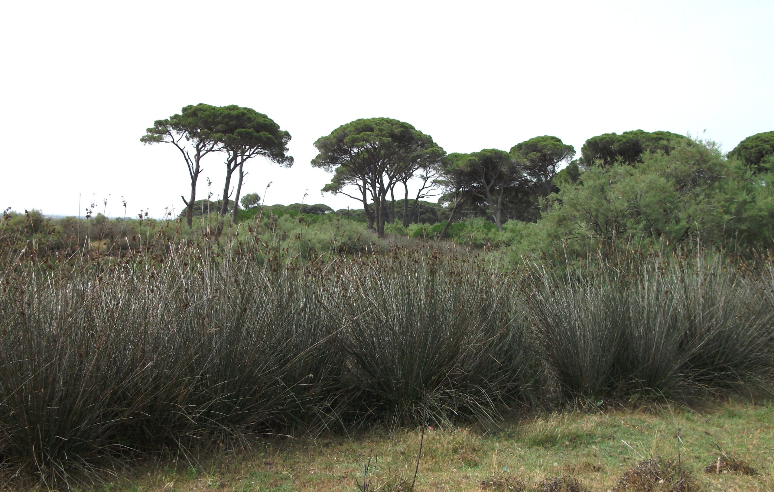 Αχαΐα: Αιχμές Οικολόγων για Αστυνομία, Δασαρχείο, στην λαθροϋλοτομία, λαθροθηρία του Εθνικού Πάρκου Στροφυλιάς 25 Αχαΐα: Αιχμές Οικολόγων για Αστυνομία, Δασαρχείο, στην λαθροϋλοτομία, λαθροθηρία του Εθνικού Πάρκου Στροφυλιάς