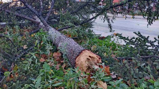 Πάτρα: Ο αέρας έριξε δέντρο στην Αγίας Σοφίας ΦΩΤΟ