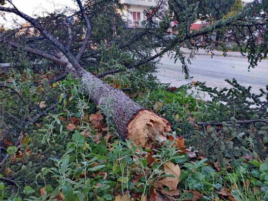 Πάτρα: Ο αέρας έριξε δέντρο στην Αγίας Σοφίας ΦΩΤΟ