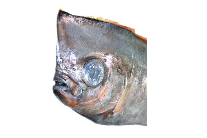 Σπάνιο ψάρι ξεβράστηκε στην Σικελία ΦΩΤΟ 26 Σπάνιο ψάρι ξεβράστηκε στην Σικελία ΦΩΤΟ