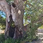 Aχαΐα: Κινδυνεύει Πλάτανος 700 ετών - Από τον ΔΕΔΔΗΕ ΦΩΤΟ