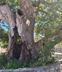 Aχαΐα: Κινδυνεύει Πλάτανος 700 ετών - Από τον ΔΕΔΔΗΕ ΦΩΤΟ