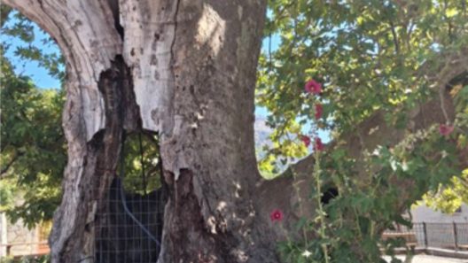 Aχαΐα: Κινδυνεύει υπεραιωνόβιος Πλάτανος 700 ετών, από τον ΔΕΔΔΗΕ - Ουδείς νοιάζεται για το Πολιτιστικό Μνημείο ΦΩΤΟ
