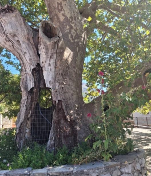 Aχαΐα: Κινδυνεύει υπεραιωνόβιος Πλάτανος 700 ετών, από τον ΔΕΔΔΗΕ - Ουδείς νοιάζεται για το Πολιτιστικό Μνημείο ΦΩΤΟ