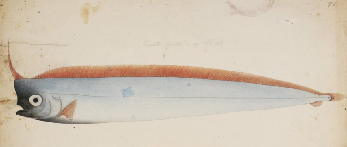 Σπάνιο ψάρι ξεβράστηκε στην Σικελία ΦΩΤΟ