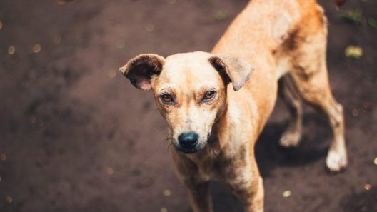Αλμυρός: Άγρια επίθεση αδέσποτου έστειλε μαθητή στο νοσοκομείο
