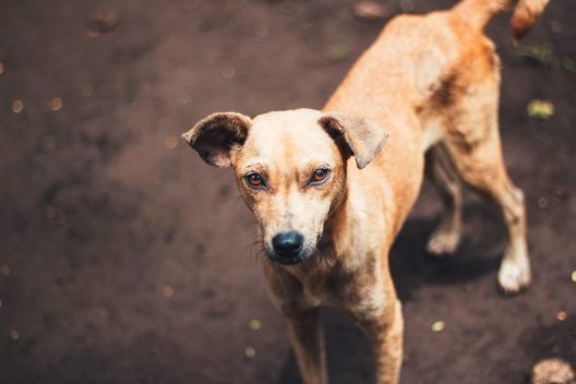 Αλμυρός: Άγρια επίθεση αδέσποτου έστειλε μαθητή στο νοσοκομείο