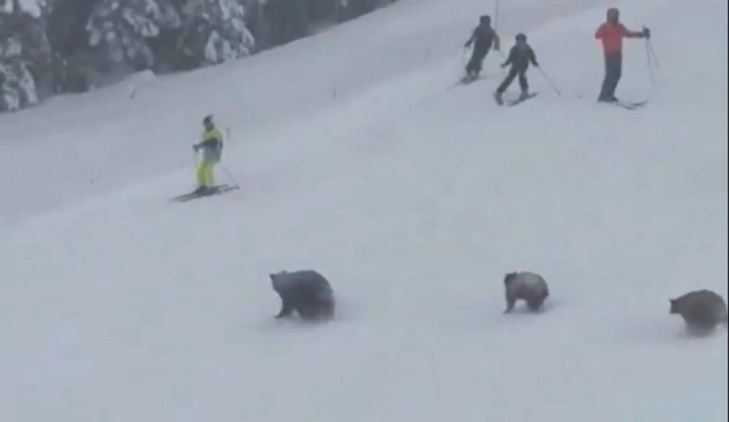 Βίντεο: Σκιέρ αντιμέτωποι με αρκούδες στη Λίμνη Τάχο