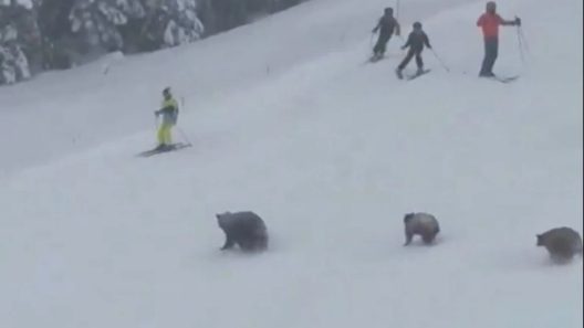 Βίντεο: Σκιέρ αντιμέτωποι με αρκούδες στη Λίμνη Τάχο