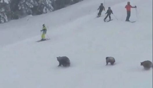 Βίντεο: Σκιέρ αντιμέτωποι με αρκούδες στη Λίμνη Τάχο 33 Βίντεο: Σκιέρ αντιμέτωποι με αρκούδες στη Λίμνη Τάχο