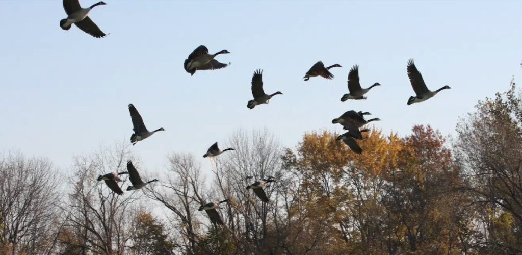 ΠΟΥ: Φόβους για πανδημία από γρίπη των ζώων