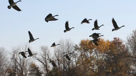 ΠΟΥ: Φόβους για πανδημία από γρίπη των ζώων