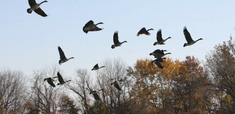 ΠΟΥ: Φόβους για πανδημία από γρίπη των ζώων