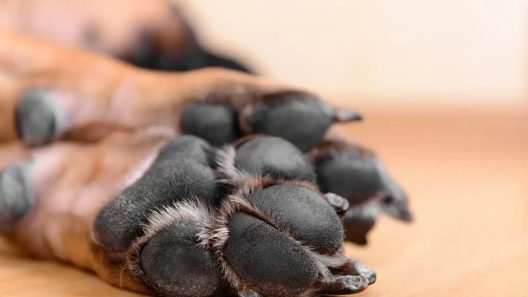 Αν ο σκύλος σάς δίνει την πατούσα του, δεν είναι μόνο "γεια": Τι πραγματικά θέλει να σας πει