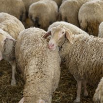 Ευλογιά των αιγοπροβάτων: Νέα κρούσματα σε Αιτωλοακαρνανία και Ηλεία