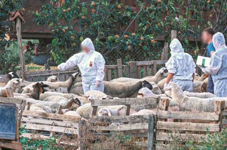 Αχαΐα: Νέο κρούσμα της ευλογιάς σε αιγοπρόβατα...μετά το μηδέν - Η εικόνα στην Δυτική Ελλάδα