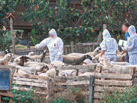 Αχαΐα: Νέο κρούσμα της ευλογιάς σε αιγοπρόβατα...μετά το μηδέν - Η εικόνα στην Δυτική Ελλάδα