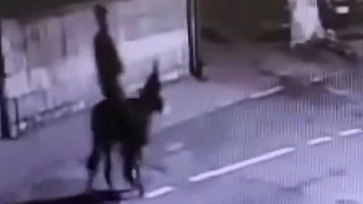 Γαϊδούρι μέσο διαφυγής για ληστή κοσμηματοπωλείου! ΒΙΝΤΕΟ