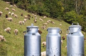 Αχαΐα: Ανω των 200 εκατ.€ η ζημιά από την ευλογιά των αιγοπροβάτων