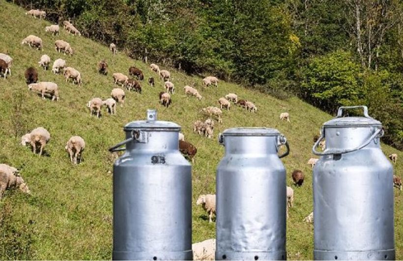 Δυτική Αχαΐα: «Λευκή» κατάρα η ευλογιά των αιγοπροβάτων, με ζημιά άνω των 200 εκατ.€ και για εταιρείες γάλακτος