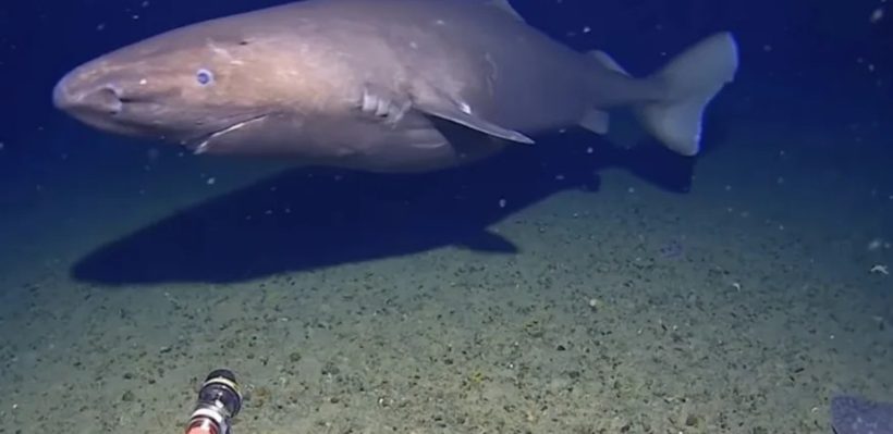 Κατεγράφη για πρώτη φορά sleeper καρχαρίας στην Ανταρκτική ΒΙΝΤΕΟ