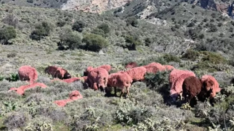 Κρήτη: Κτηνοτρόφος έβαψε κόκκινα τα πρόβατα για να μην του τα κλέψουν, δείτε βίντεο