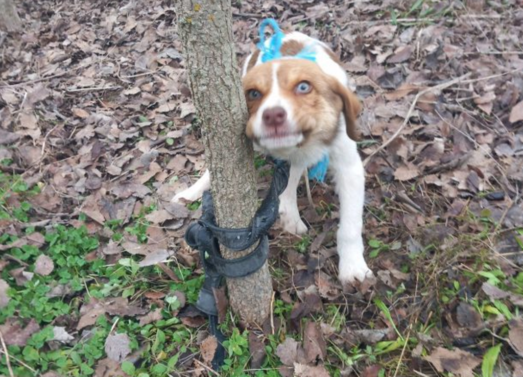 Το κουτάβι βρέθηκε δεμένο και σεξουαλικά κακοποιημένο 