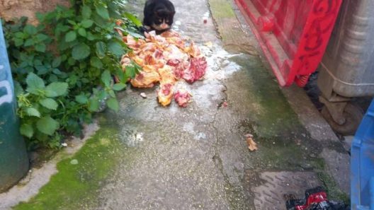 Πάτρα: Πρόστιμα σε κρεοπωλεία και καταστήματα για ωμά κρέατα στους δρόμους - Αφορμή τo ρεπορτάζ του patrapress.gr