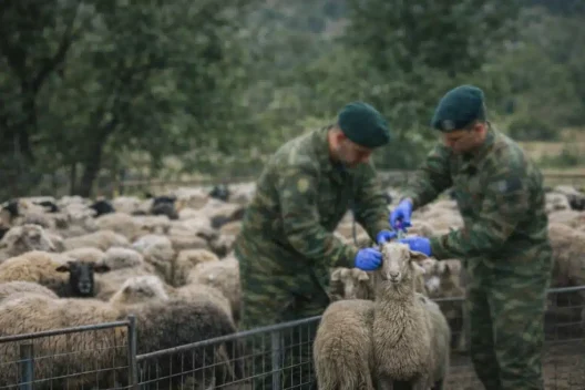 Δυτική Αχαΐα: Ερχονται στρατιωτικοί Κτηνίατροι για την ευλογιά των αιγοπροβάτων