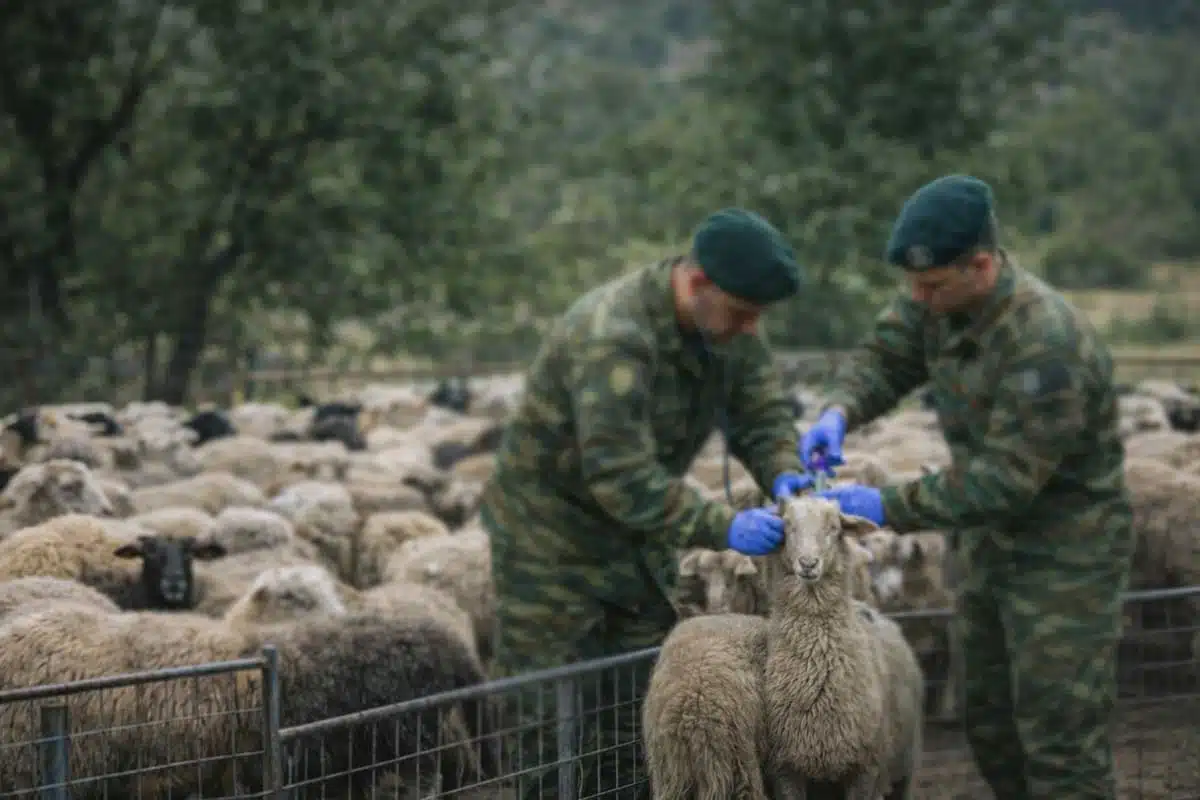 Δυτική Αχαΐα: Ερχονται στρατιωτικοί Κτηνίατροι για την ευλογιά των αιγοπροβάτων 4 Δυτική Αχαΐα: Ερχονται στρατιωτικοί Κτηνίατροι για την ευλογιά των αιγοπροβάτων
