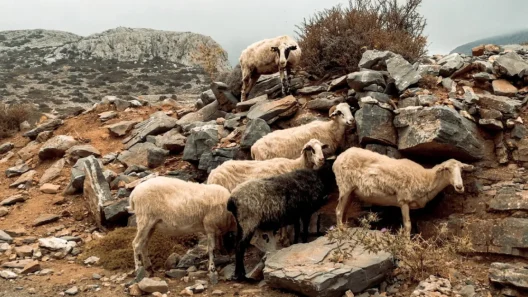 EFSA για ευλογιά: Δεν υπάρχουν εμβόλια, περίπλοκη η ελληνική περίπτωση