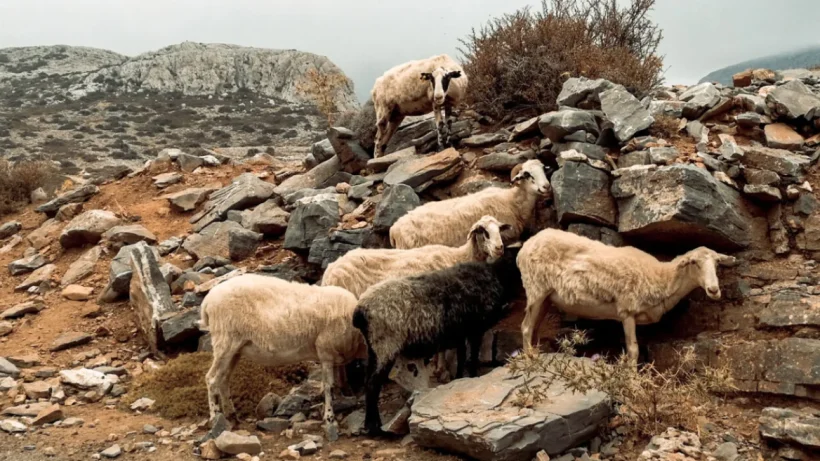 EFSA για ευλογιά: Δεν υπάρχουν εμβόλια, περίπλοκη η ελληνική περίπτωση