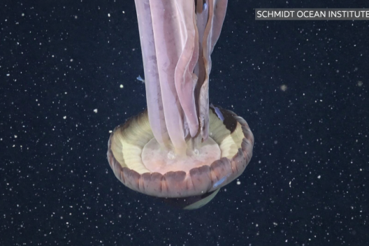 ΒΙΝΤΕΟ με γιγαντιαία «μέδουσα-φάντασμα»