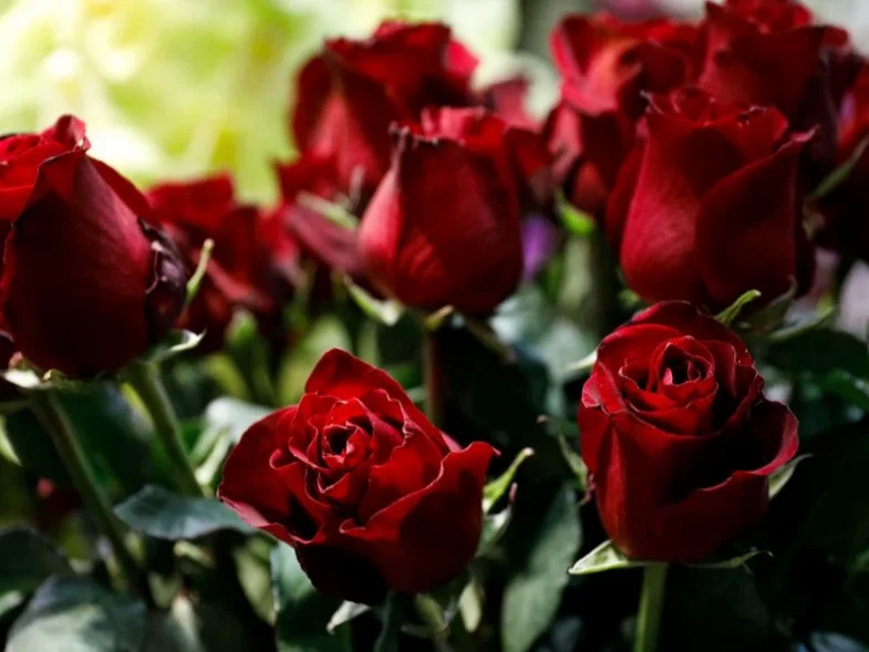 Πάτρα: Στα «κόκκινα» για τον Άγιο Βαλεντίνο - «Χαμός» στα ανθοπωλεία - Πάνω από 100.000 τριαντάφυλλα του Έρωτα στην αγορά