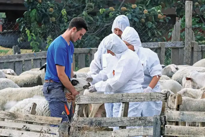 Aχαΐα: Ιδιώτες κτηνίατροι στην αντιμετώπιση της ευλογιάς των προβάτων