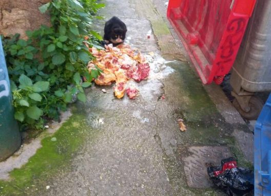 Πάτρα: Πεταμένα ωμά κοτόπουλα, στο κέντρο, προκάλεσαν θόρυβο ΦΩΤΟ 26 Πάτρα: Πεταμένα ωμά κοτόπουλα, στο κέντρο, προκάλεσαν θόρυβο ΦΩΤΟ