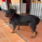 Αχαΐα: Αναστάτωση σε χωριό, με αδέσποτο που δάγκωσε γυναίκα σε σχολείο