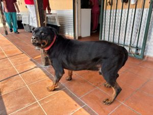 Αχαΐα: Αναστάτωση σε χωριό, με αδέσποτο που δάγκωσε γυναίκα σε σχολείο