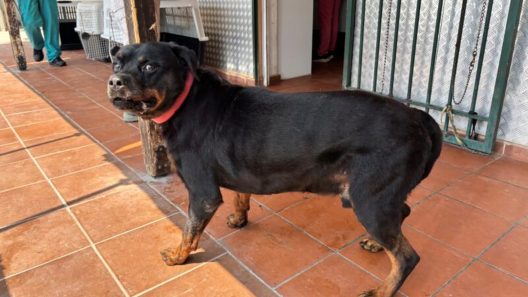 Αχαΐα: Αναστάτωση σε χωριό, αδέσποτο δάγκωσε γυναίκα σε σχολείο, ενώ νωρίτερα είχε «φάει» κι άλλους!