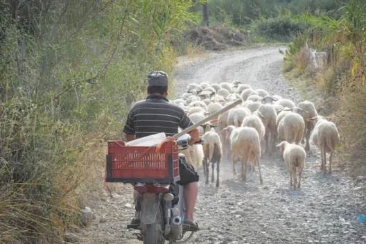 ΑΠΟΚΛΕΙΣΤΙΚΟ: Δύο κτηνοτρόφοι στον Εισαγγελέα για διασπορά της ευλογιάς των αιγοπροβάτων