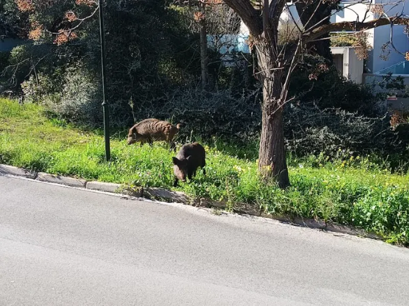 Αγριογούρουνα στην Εκάλη την Καθαρά Δευτέρα ΦΩΤΟ