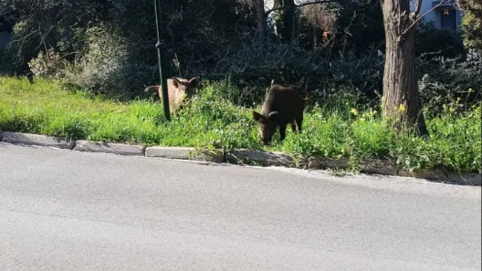 Αγριογούρουνα στην Εκάλη την Καθαρά Δευτέρα ΦΩΤΟ