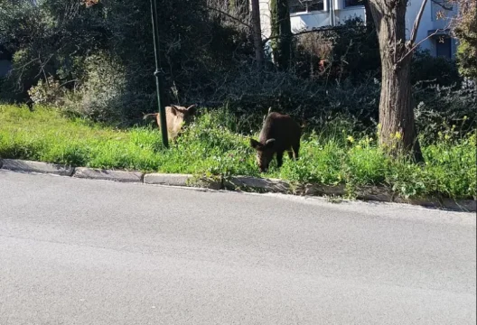 Αγριογούρουνα στην Εκάλη την Καθαρά Δευτέρα ΦΩΤΟ
