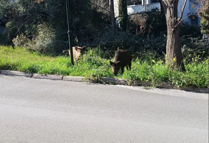 Αγριογούρουνα στην Εκάλη την Καθαρά Δευτέρα ΦΩΤΟ