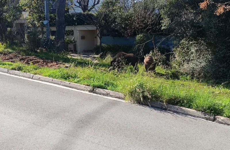 Αγριογούρουνα στην Εκάλη την Καθαρά Δευτέρα ΦΩΤΟ