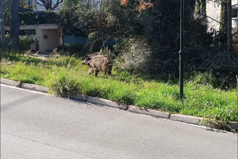 Αγριογούρουνα στην Εκάλη την Καθαρά Δευτέρα ΦΩΤΟ