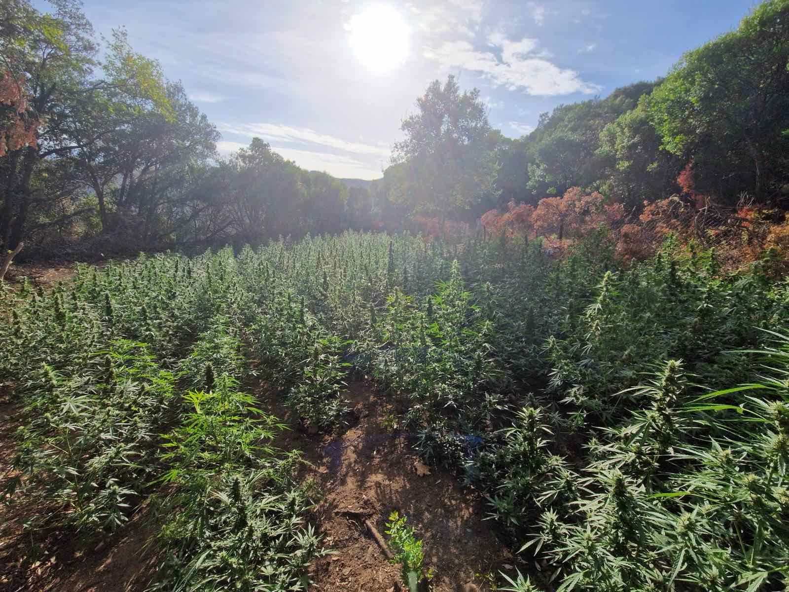 Πάτρα: «Φρένο» σε κυκλώματα και ναρκωτικά από την Ασφάλεια ΦΩΤΟ